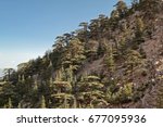 Cedar Forest