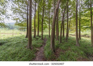 Cedar forest