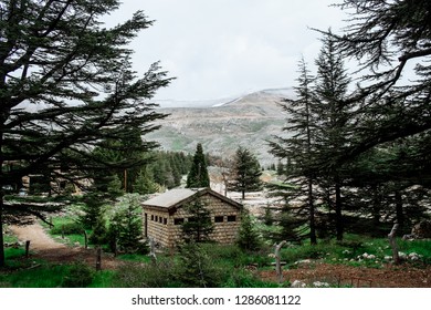 Lebanon Cedar Images Stock Photos Vectors Shutterstock