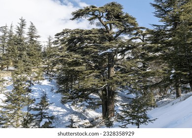 Cedar forest in Lebanon during winter