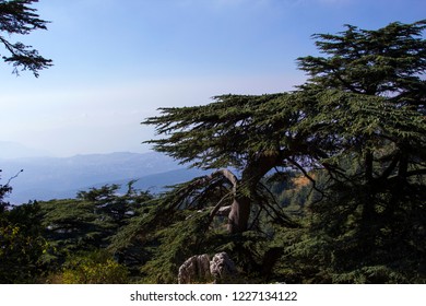 Cedar forest in Lebanon. The mountains of Lebanon are covered with thick cedar forests. Cedar is the symbol of Lebanon