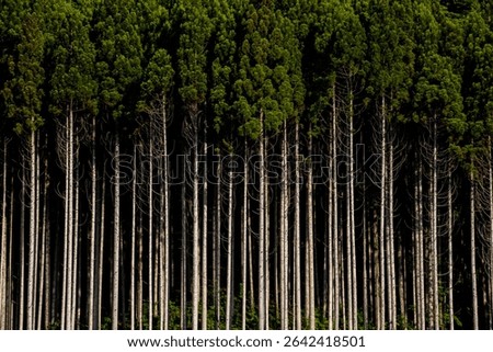A cedar forest with shining trees