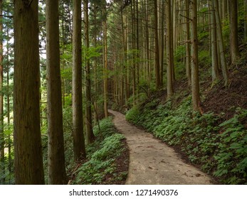 Cedar Forest Trail