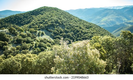 Cedar forests in the bouiblane Mountains