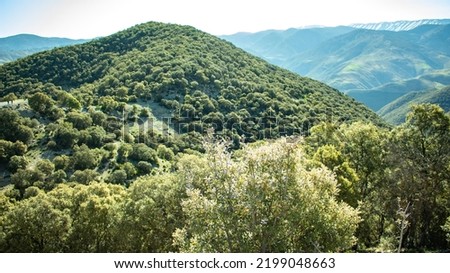 Cedar forests in the bouiblane Mountains