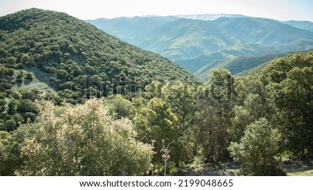 Cedar forests in the bouiblane Mountains