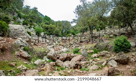 Cedar forests in the bouiblane Mountains