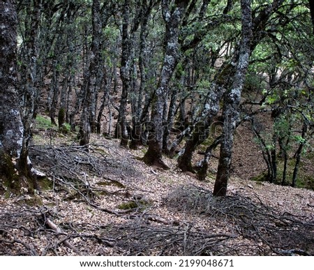 Cedar forests in the bouiblane Mountains