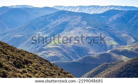 Cedar forests in the bouiblane Mountains