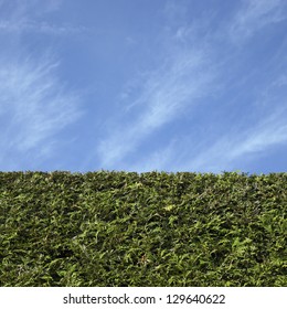 4,140 Cedar hedge Images, Stock Photos & Vectors | Shutterstock