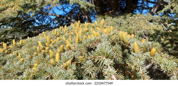 Cedar Of Labnon - Barouk Reserve