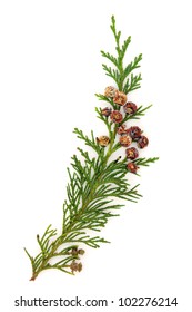 Cedar Leaf Branch With Pine Cones Over White Background.