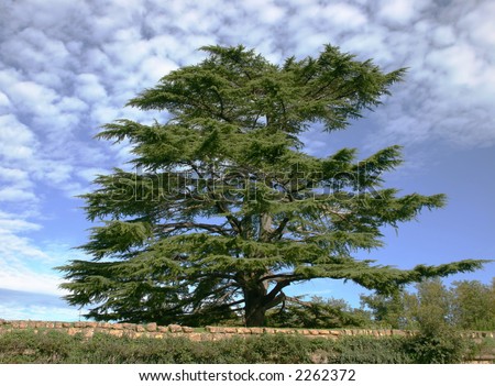cedar of Lebanon against blue sky