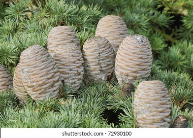 Cedar Of Lebanon Cones - Cedrus Libani