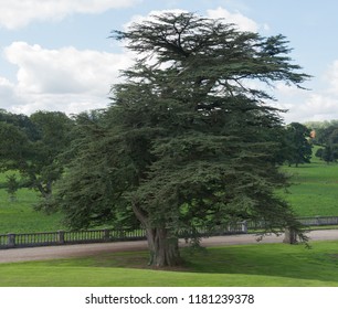 Cedar Lebanon Tree Cedrus Libani Garden Stock Photo 1181239378 ...