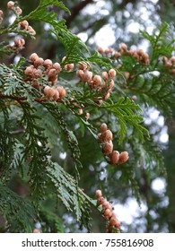 Cedar Limb With Small Cones