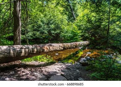 A cedar log creates a bridge across the creek in Ricketts Glen State Park, Pennsylvania.