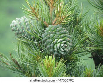 Cedar nut, pine cone green. Pine nut, pine lump, cedar wood. Cedar branch. Woodland cedarwood
