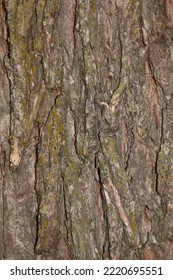 Cedar Park. The Background Is A Tree Texture. Old Tree Bark.