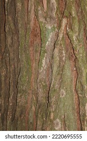 Cedar Park. The Background Is A Tree Texture. Old Tree Bark.