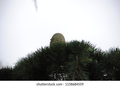 the cedar pine cone