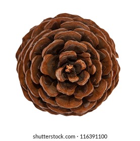 Cedar Pine Cone Isolated On White Background