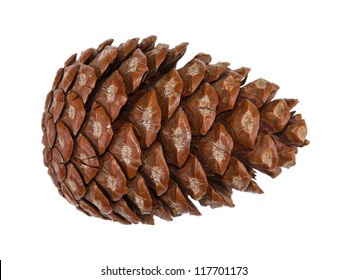 Cedar Pine Cone Isolated On White Background