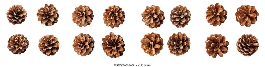 Cedar pine cone isolated on white background, depth of field full - Powered by Shutterstock