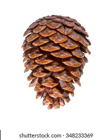 Cedar Pine Cone Isolated On White Background