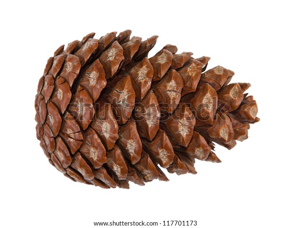 Cedar Pine Cone Isolated On White Stock Photo (Edit Now) 117701173