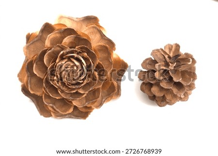 Cedar pine cones and red pine cones compared on a white background.