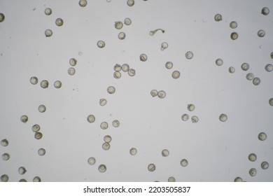 Cedar Pollen Observed Under A Microscope