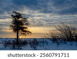 A cedar tree is backlit by the mornin g sun rising into a winter sky on Newport Bay, Newport State Park, Door County, Wisconsin