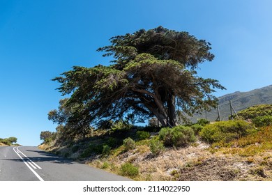 Cedar Tree At The Cape Of Good Hope Nature Reserve , Cape Town - South Africa