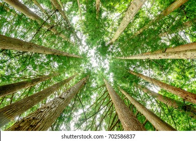 Cedar Tree Forest.