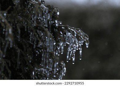 cedar tree with ice on it during an ice storm