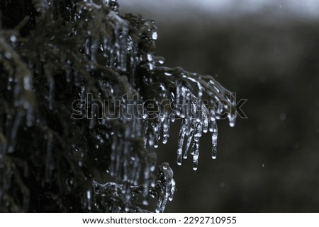 cedar tree with ice on it during an ice storm