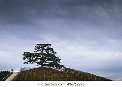 Cedar Tree Of Lebanon. A Secular Tree, Symbol Of La Morra