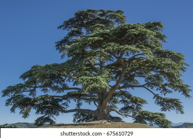 Cedar Tree Of Lebanon. A Secular Tree, Symbol Of La Morra