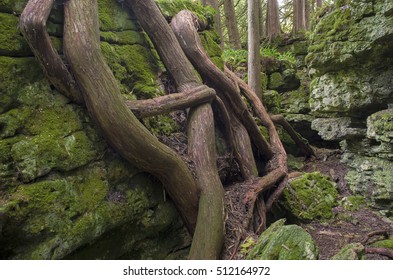 Cedar Tree Roots Grow Along The Outside Of Rock Outcroppings That Are Pieces Of Ancient Shorelines Of Glacial Lake Chicago, Door County, Wisconsin