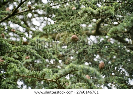 Cedar tree with some cones, closeup detail to fir branches needles 