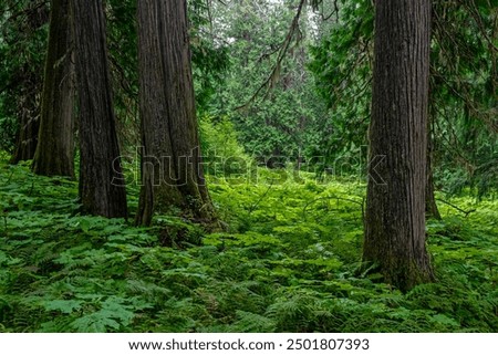 Cedar trees and ferns inside the Ancient Forest located in the Fraser River Valley near Prince George, British Columbia, Canada.