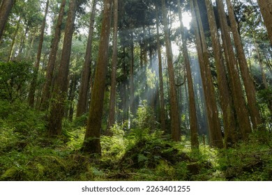 Cedar trees in the forest with through sunlight ray