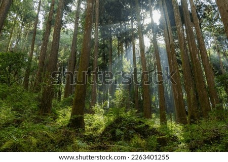 Cedar trees in the forest with through sunlight ray