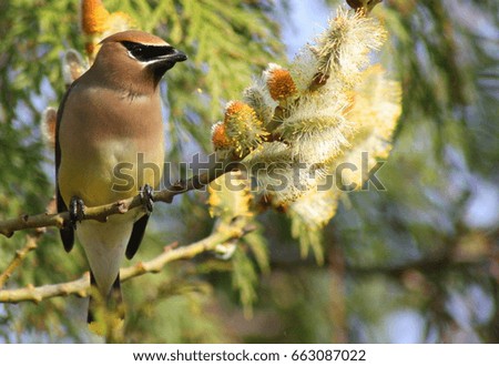 Cedar Waxwing