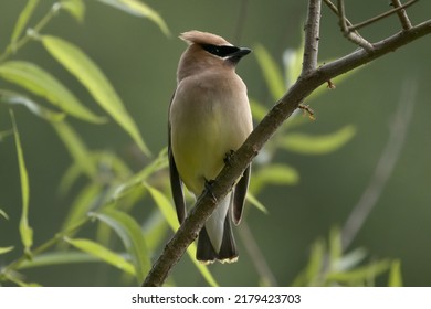 Cedar Waxwing Bird Perched On A Limb