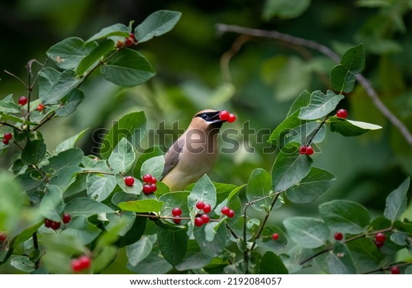 cedar\
waxwing bird with red berries in its beak on a\
bush