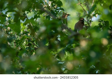 Cedar Waxwing birds together in a tree during summer