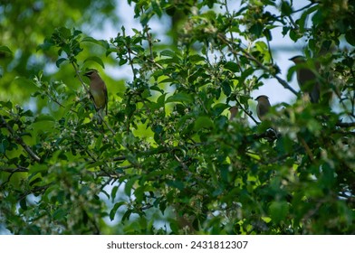Cedar Waxwing birds together in a tree during summer