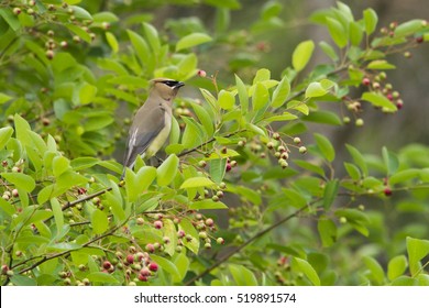 Cedar Waxwing (Bombycilla Cedrorum) In Canadian Serviceberry Tree